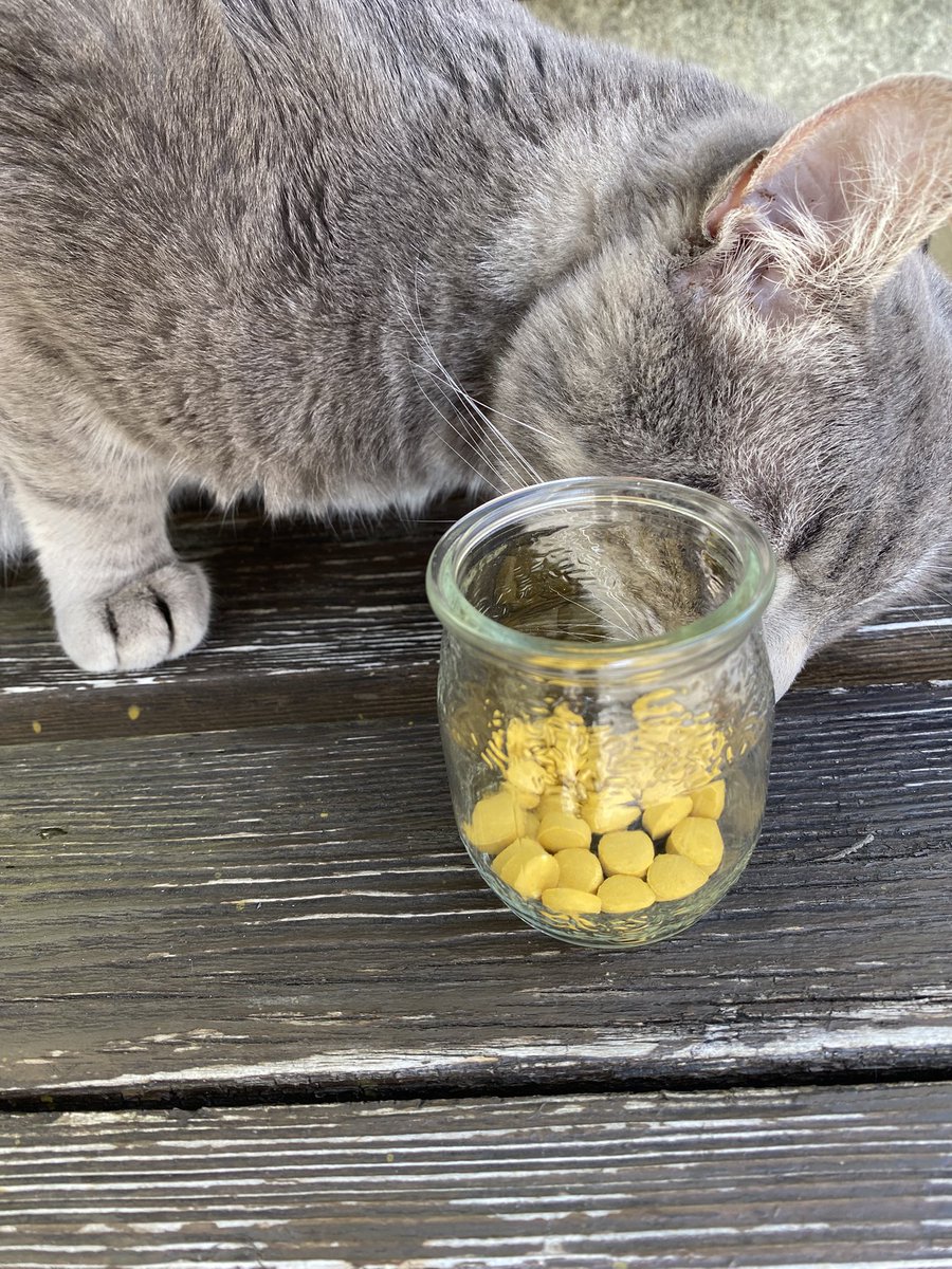 plushy_cat's tweet image. Käserolli Sucht in 3…2…1…