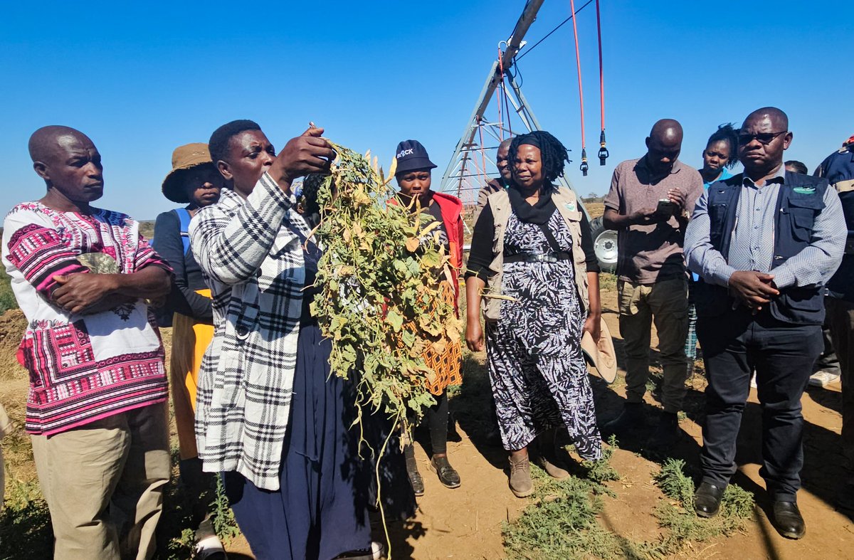 MoLAFWRD_Zim's tweet image. Today, PS Prof. Dr. Obert Jiri toured the Wanezi Dam in Insiza, a CAWEP-backed project fueling water security, food production & livelihoods for 12,000 people. With irrigation, piped water & fisheries, it's a dam economy model transforming rural Zimbabwe. #FoodSecurity