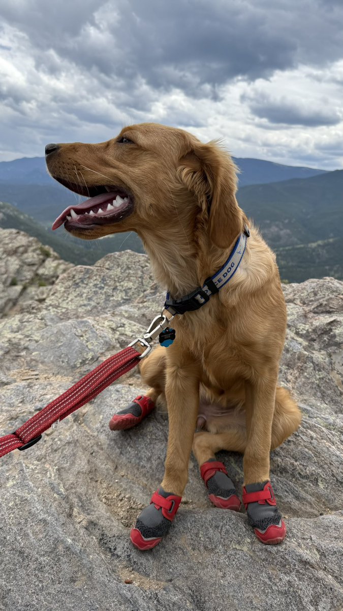 TheOSUBuckeye09's tweet image. Boots on my paws, wind in my fur,
Climbed so high the world’s a blur.
Top of the trail, heart full and free—
This mountain was made for dogs like me. 🐾⛰️ #DogHike #AdventureDog #TrailPup #PeakLife #PawsOnTop #WeekendSmiles