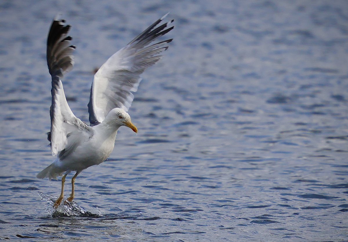 Just found an Adult
Yellow-legged Gull @ Broadmeadow Estuary, Swords, Co. Dublin.
Also Little Gull (1st Summer) still with Juv Med Gull &amp; Common Sand.