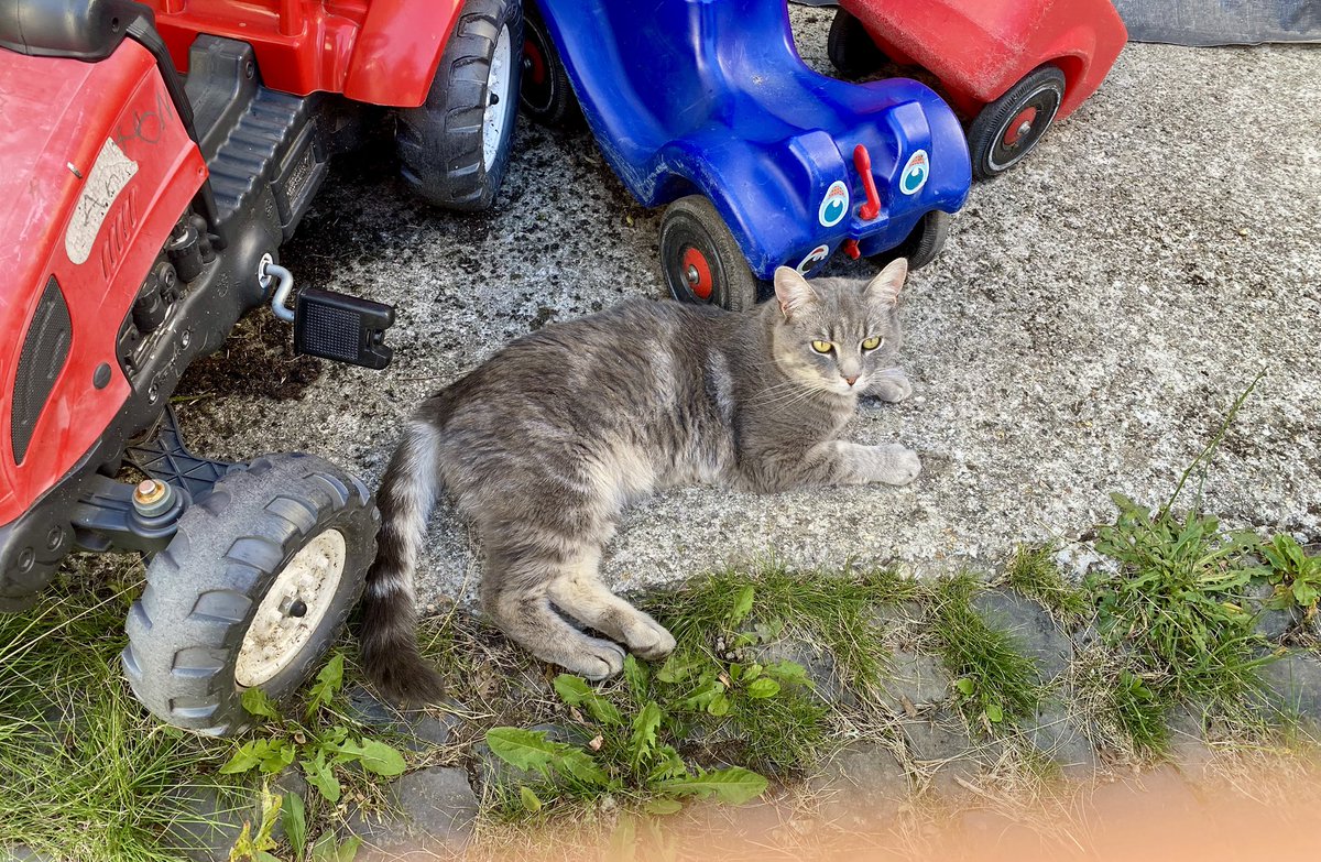 plushy_cat's tweet image. Peanut und sein Fuhrpark