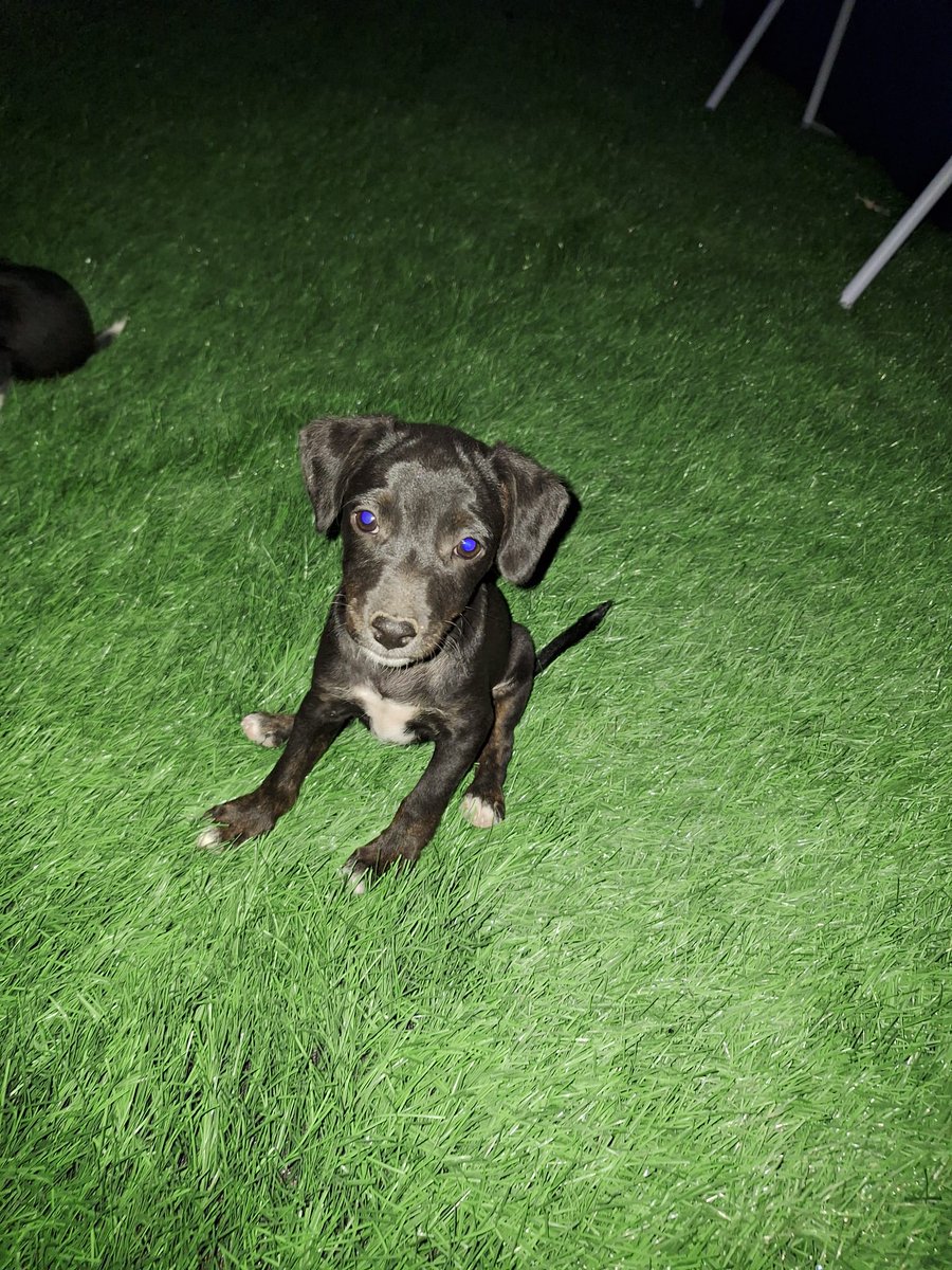 GONZALO, cachorrito mestizo de raza pequeña, que está en #Antequera (Málaga) y que busca una hogar y una familia responsable. 
CONTACTO: Arca del Torcal móvil 637 17 60 58 (WhatsApp).
