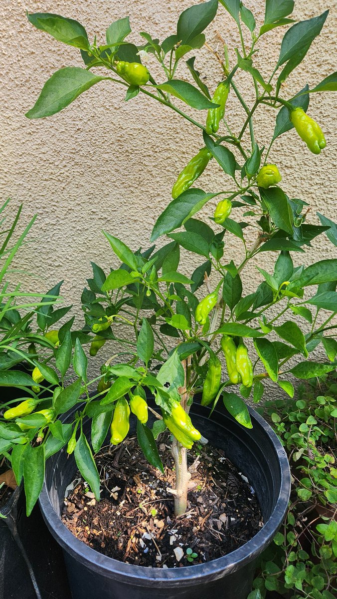 LingYount's tweet image. It is time to pick these shishito peppers. This plant survived 2 winters. I thought of getting rid of it last spring but it was revived when I watered it. I said, "Let's see how you'll do." #garden #plants