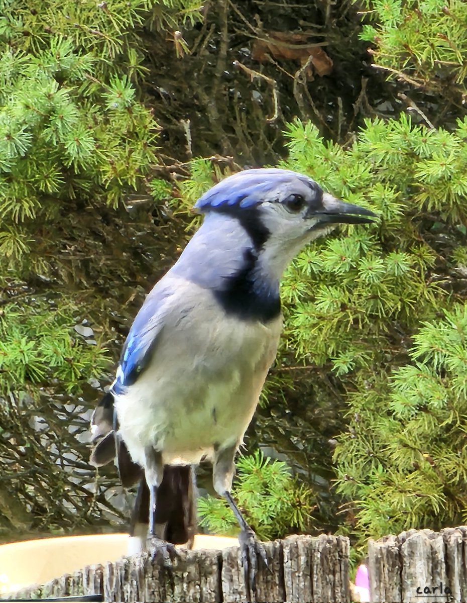 camera_bird's tweet image. Somebody showed up for peanuts. I need to get some. Thank goodness for the birdseed.