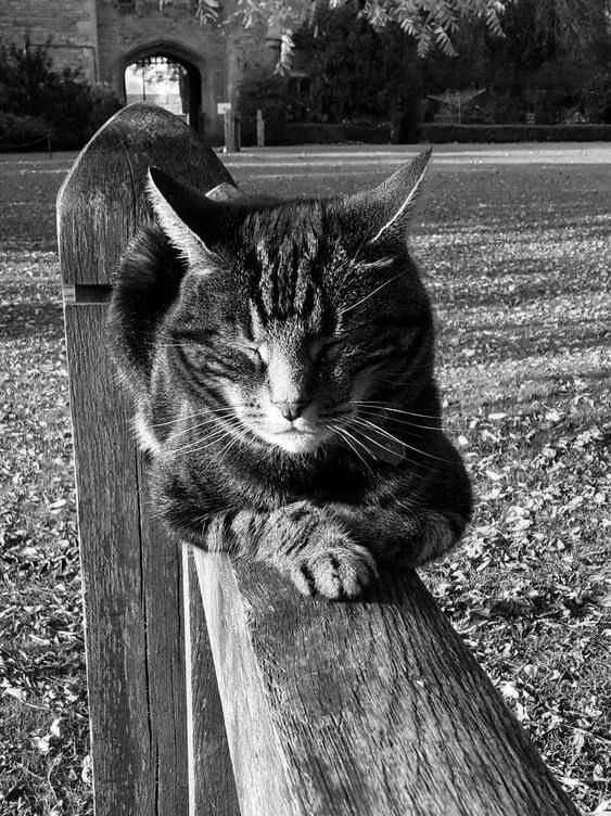 Happy #caturday ❤️🌈

#cats #CatsofTwittter #CatsLover #CatsOnTwitter