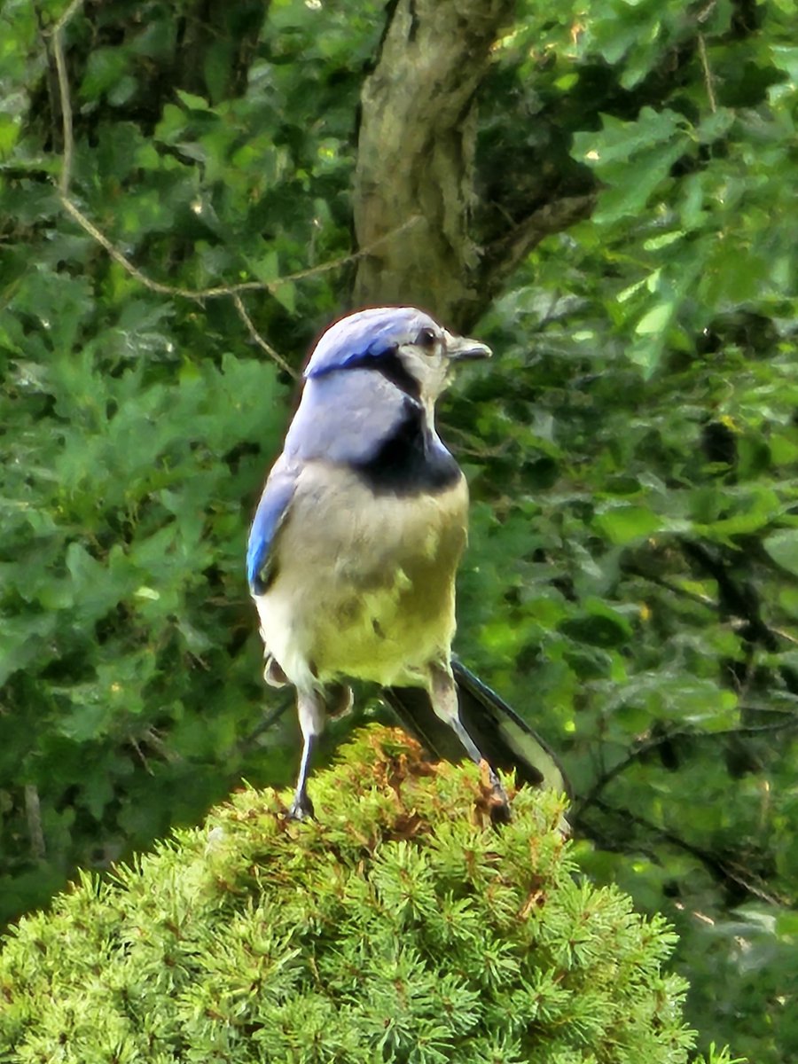 camera_bird's tweet image. He hears the crows.