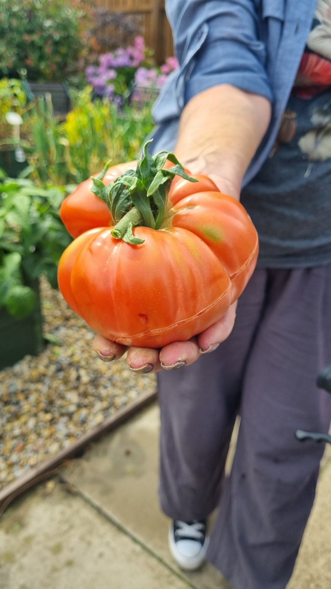 pipsy80's tweet image. Now THAT is a tomato! 😜
Evening folks 👋🏻