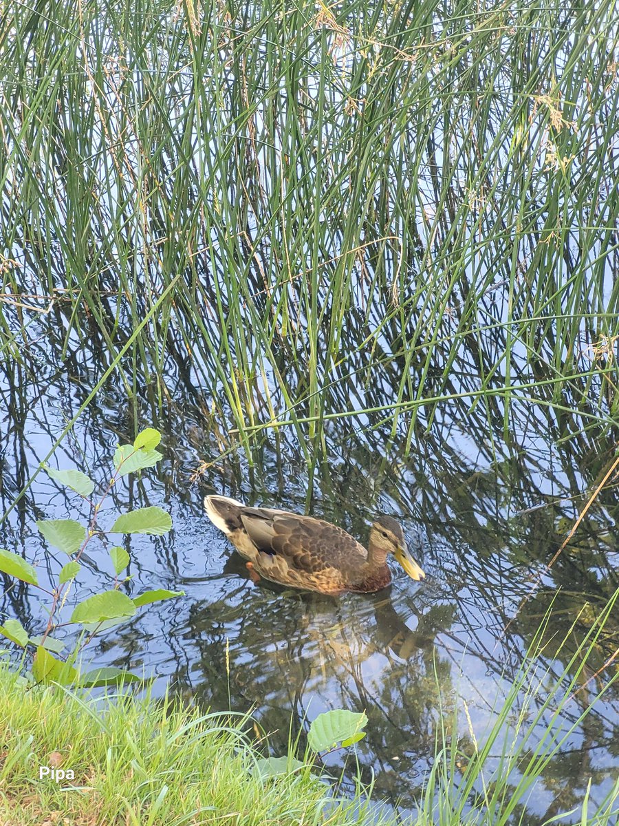 pipapipia's tweet image. Life at my favorite lake. Banyoles Lake. Girona. Catalonia.
