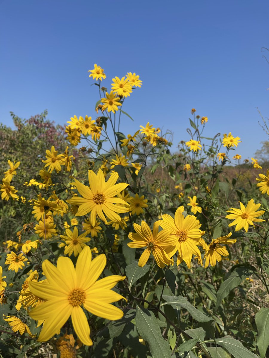 jankrav's tweet image. Friends, just remember that if you are in a “valley” right now, there is wisdom to be learned here. You may be in a long season and wilderness of suffering.
Use the skills to cope that you learned in your life when all was bliss. Seek a spiritual life and its gifts. Keep going.🙏