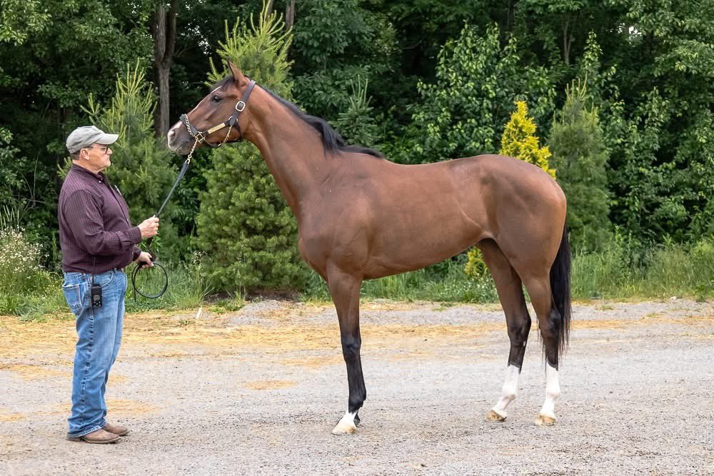 CrownsWayRacing's tweet image. Second City Saint makes her second career start in the 6th @EllisParkRacing today. 2:12 post time for the daughter of Raging Bull. @kelseyjdanner @ABeschizza