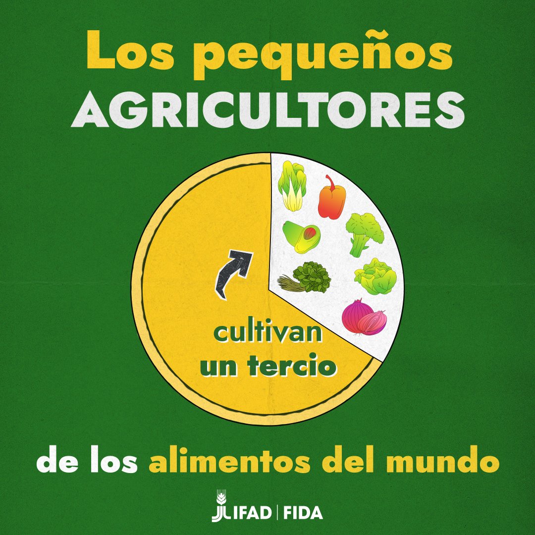 IFADespanol's tweet image. Y sin embargo, las personas rurales siguen siendo quienes más hambre padecen.
Con el apoyo adecuado, pueden producir más, ganar más y comer mejor.
Invertir en ellas = invertir en la seguridad alimentaria global.
#UNFSS2025 #SistemasAlimentarios #EnMiPlato