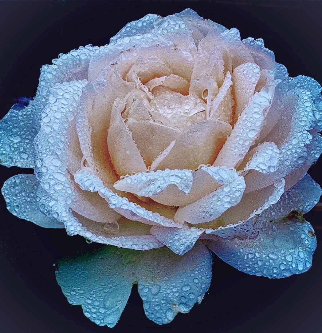 Adorned With Diamonds

#Flower
#Rose
#Raindrops
#Rain
#Summer
#NaturePhotography
#NatureBeauty