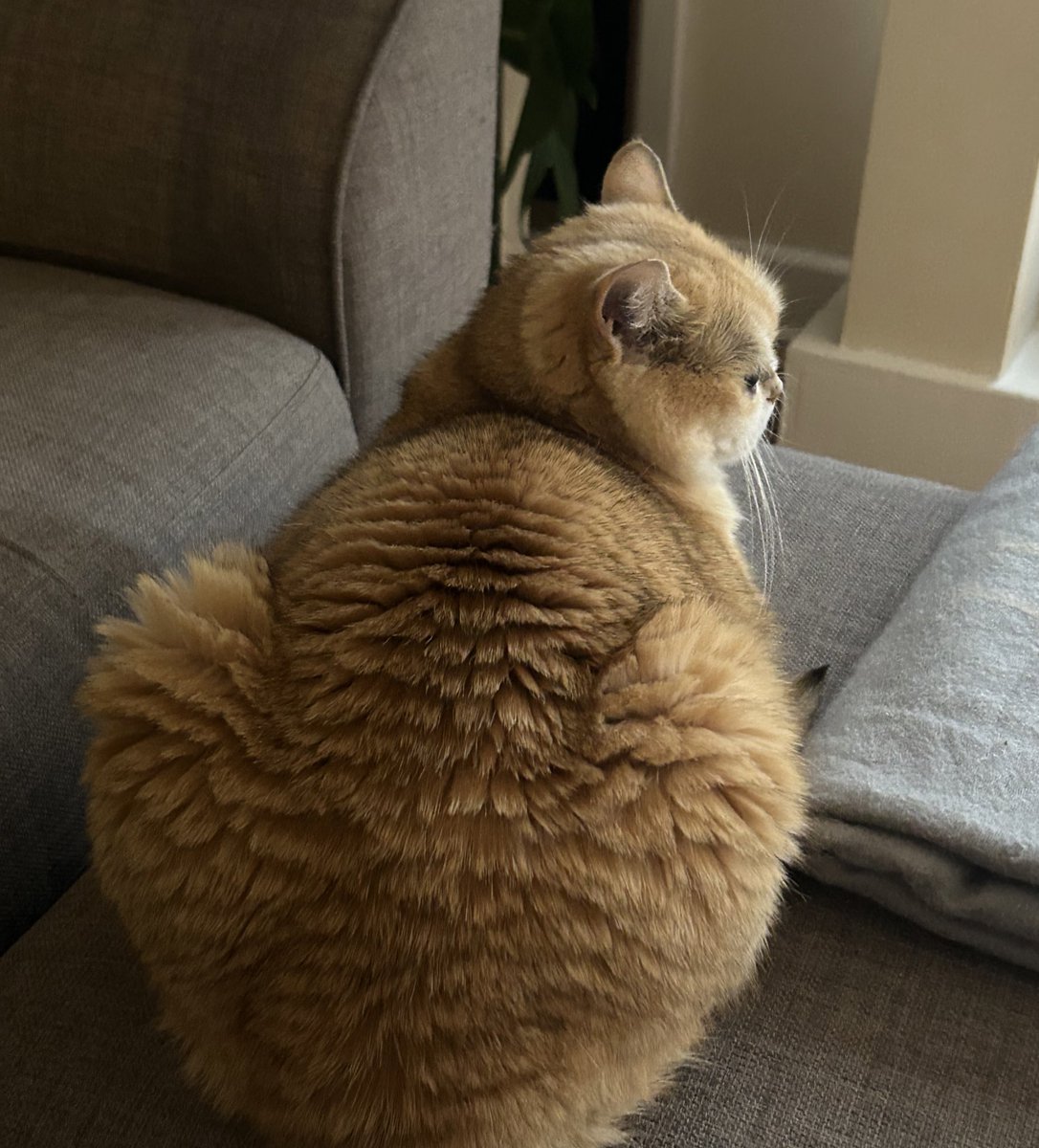 mimybug's tweet image. mine anacondan don t