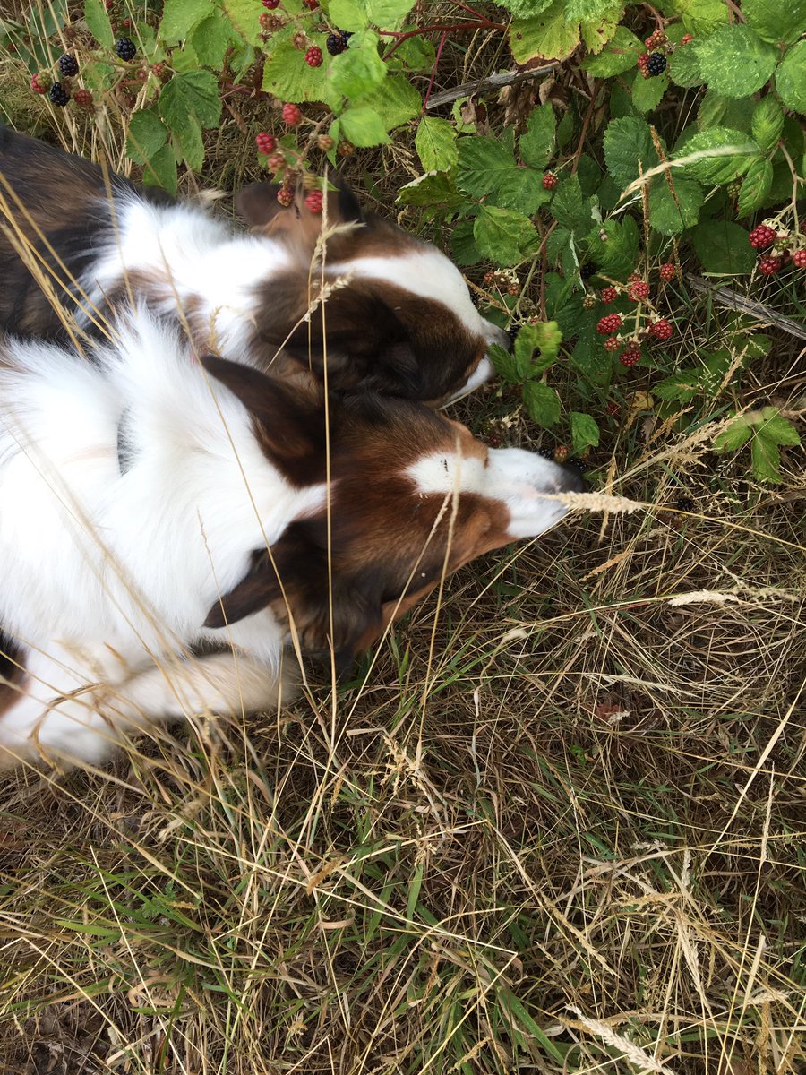 Today we had a Saturday lie in on the big bed then me and smol pupper had a long walk.  We found a huuuuge flower and we et a lot of blackleburs 🤤