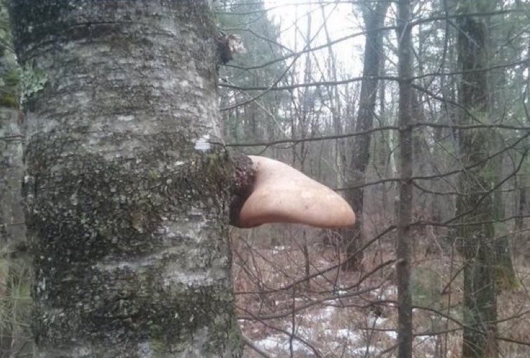 rickmessini's tweet image. Heidi Reichinnek ist mir im Wald aufgelauert