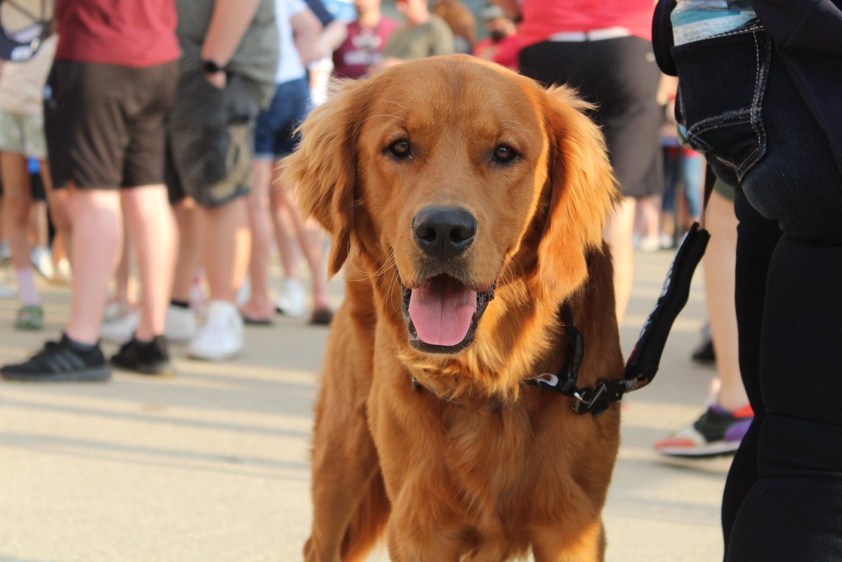 AkronRubberDuck's tweet image. Bring your dog to Canal Park every Wednesday and enjoy specials on White Claw with our Paws & Claws games! Our next Wednesday home games are July 30 and Aug. 6!
🎟️: bit.ly/3EuiwxW