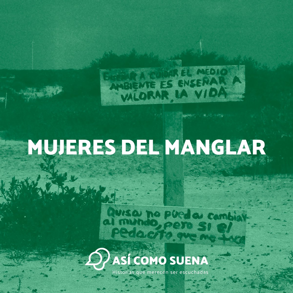 Hace unos episodios Paul Antoine Matos nos contó todo sobre las Chelemeras, el colectivo de mujeres yucatecas que desde hace más de 15 años recuperan los manglares en la ciénega de Progreso. Conoce su historia aquí: podcasts.apple.com/mx/podcast/as%…