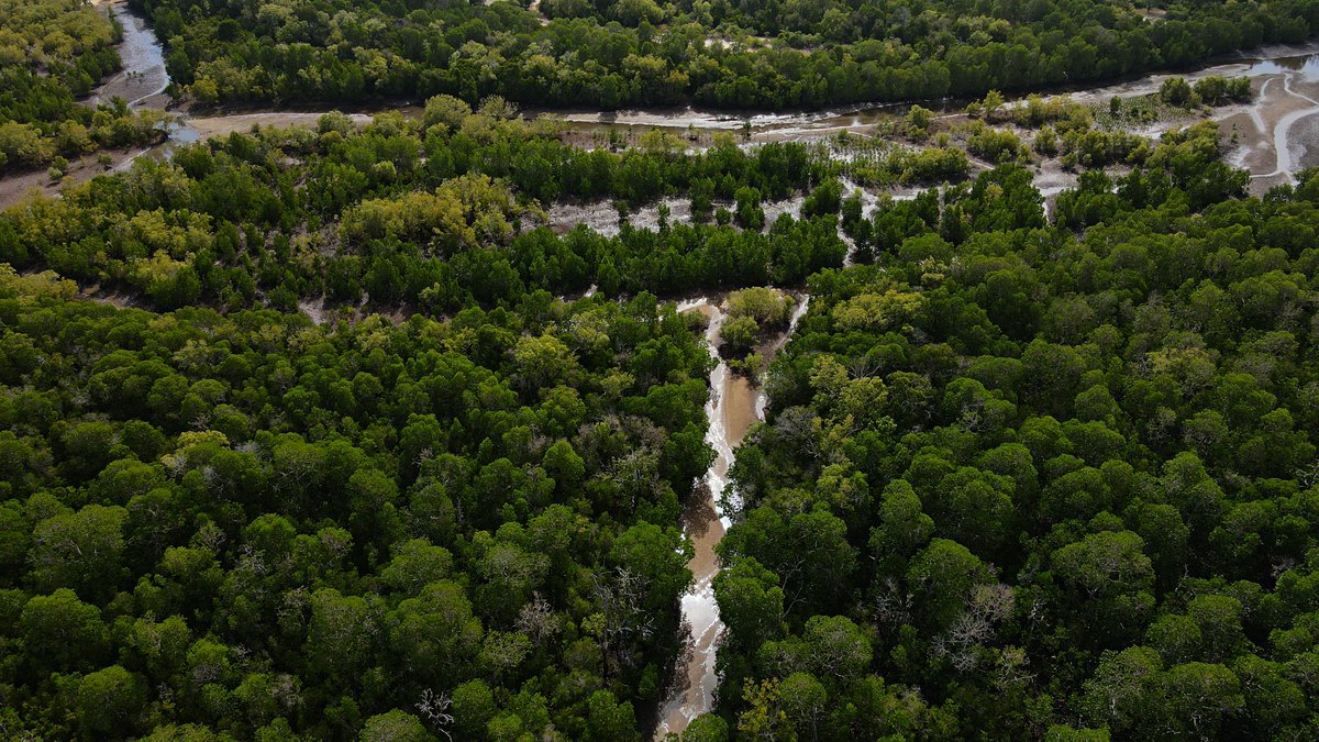 Celebrating #WorldMangroveDay