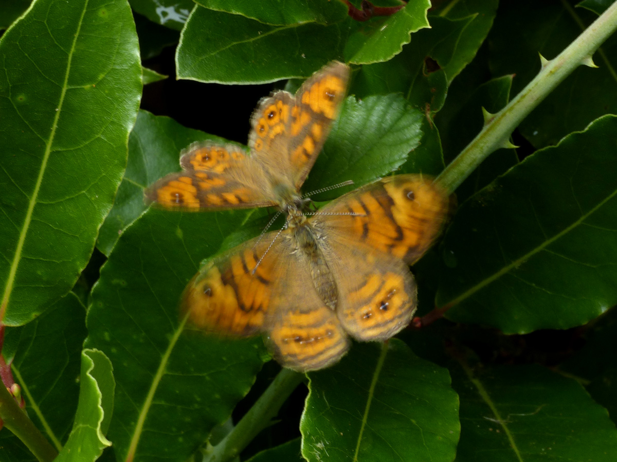 Brian Arnold (@barnold668) on Twitter photo Wall Browns in our garden at Harman's Cross on our Bay tree, then the male moved around to face the female, and they started to vibrate their wings - hense blurred photo. I have not seen that behaviour before. <a href="/savebutterflies/">Butterfly Conservation 🦋</a> <a href="/DorsetWildlife/">Dorset Wildlife Trust</a> <a href="/GreenDorset/">Green Dorset</a> <a href="/BC_Dorset/">BC Dorset 🦋</a> <a href="/SightingDOR/">Dorset Wildlife Spot</a> Wall Browns in our garden at Harman's Cross on our Bay tree, then the male moved around to face the female, and they started to vibrate their wings - hense blurred photo. I have not seen that behaviour before. <a href="/savebutterflies/">Butterfly Conservation 🦋</a> <a href="/DorsetWildlife/">Dorset Wildlife Trust</a> <a href="/GreenDorset/">Green Dorset</a> <a href="/BC_Dorset/">BC Dorset 🦋</a> <a href="/SightingDOR/">Dorset Wildlife Spot</a>