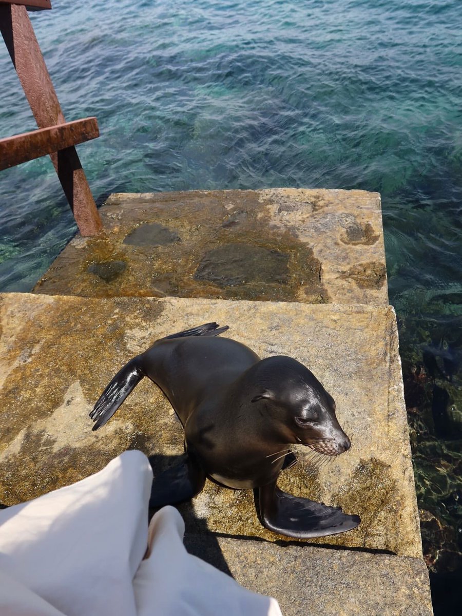 victoriaakjaer's tweet image. Boat trip, exploring a small Island, meeting a cute sealion🩵 10/10💫
