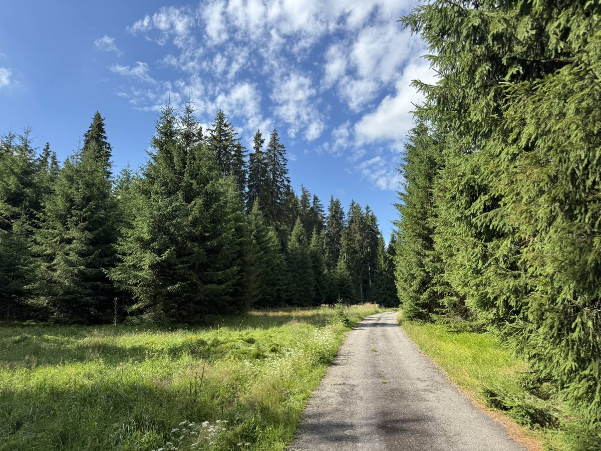tony_ver2's tweet photo. Výlet okolo Spáleného luhu 25.07.2025

#turistika #CzechRepublic #vylety #czechia #les #forest #city #Summer #summervibes #hikingadventures #sumava #bohmerwald #raseliniste #hranice #grenze #jihocesky #kraj 1/3 https://t.co/xJFQvZ6CxN