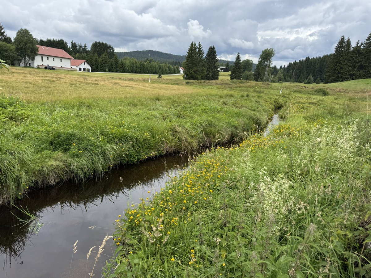 tony_ver2's tweet photo. Výlet okolo Spáleného luhu 25.07.2025

#turistika #CzechRepublic #vylety #czechia #les #forest #city #Summer #summervibes #hikingadventures #sumava #bohmerwald #raseliniste #hranice #grenze #jihocesky #kraj 1/3 https://t.co/xJFQvZ6CxN