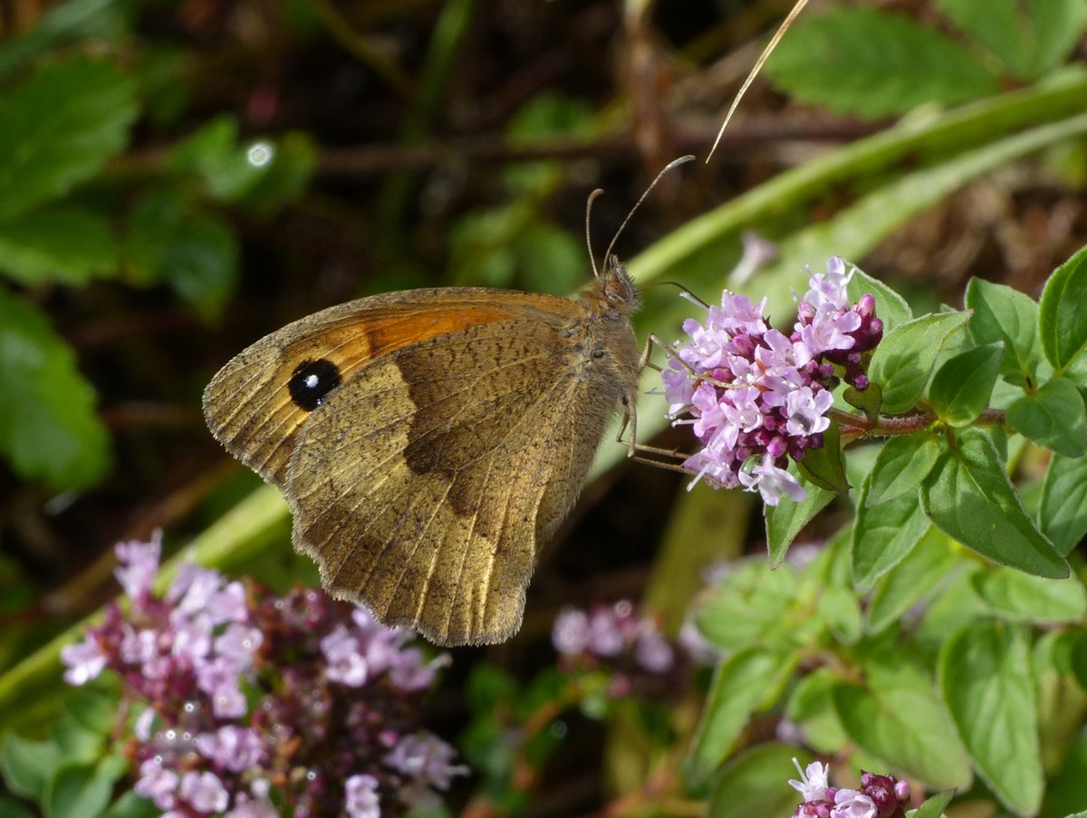 Brian Arnold (@barnold668) on Twitter photo This very vibrant Meadow Brown in our garden at Harman's Cross today. Often ignored as they are so common, but actually a very colourful sight to see. <a href="/savebutterflies/">Butterfly Conservation 🦋</a> <a href="/DorsetWildlife/">Dorset Wildlife Trust</a> <a href="/SightingDOR/">Dorset Wildlife Spot</a> <a href="/GreenDorset/">Green Dorset</a> <a href="/BC_Dorset/">BC Dorset 🦋</a> This very vibrant Meadow Brown in our garden at Harman's Cross today. Often ignored as they are so common, but actually a very colourful sight to see. <a href="/savebutterflies/">Butterfly Conservation 🦋</a> <a href="/DorsetWildlife/">Dorset Wildlife Trust</a> <a href="/SightingDOR/">Dorset Wildlife Spot</a> <a href="/GreenDorset/">Green Dorset</a> <a href="/BC_Dorset/">BC Dorset 🦋</a>