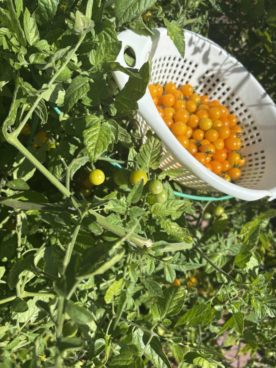 There's nothing more nostalgic and quintessentially summer than the near cloying aroma of tomatoes in the high-desert sun and the sensation of wafting soil humidity. It's the smell and feel of Manzanola, but with a North Denver soundtrack.