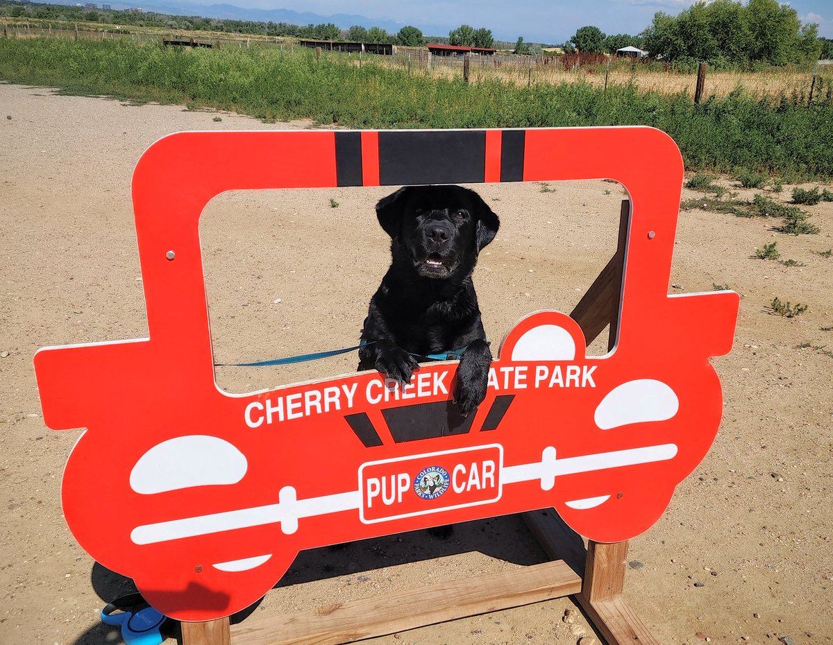AnecHusky's tweet image. Today marks my first week in CO. I have to say my two fav things are:
1) the incredibly friendly people everywhere!
2) Cherry Creek State Park. My doggo and I have had a blast there!
#NewAdventure