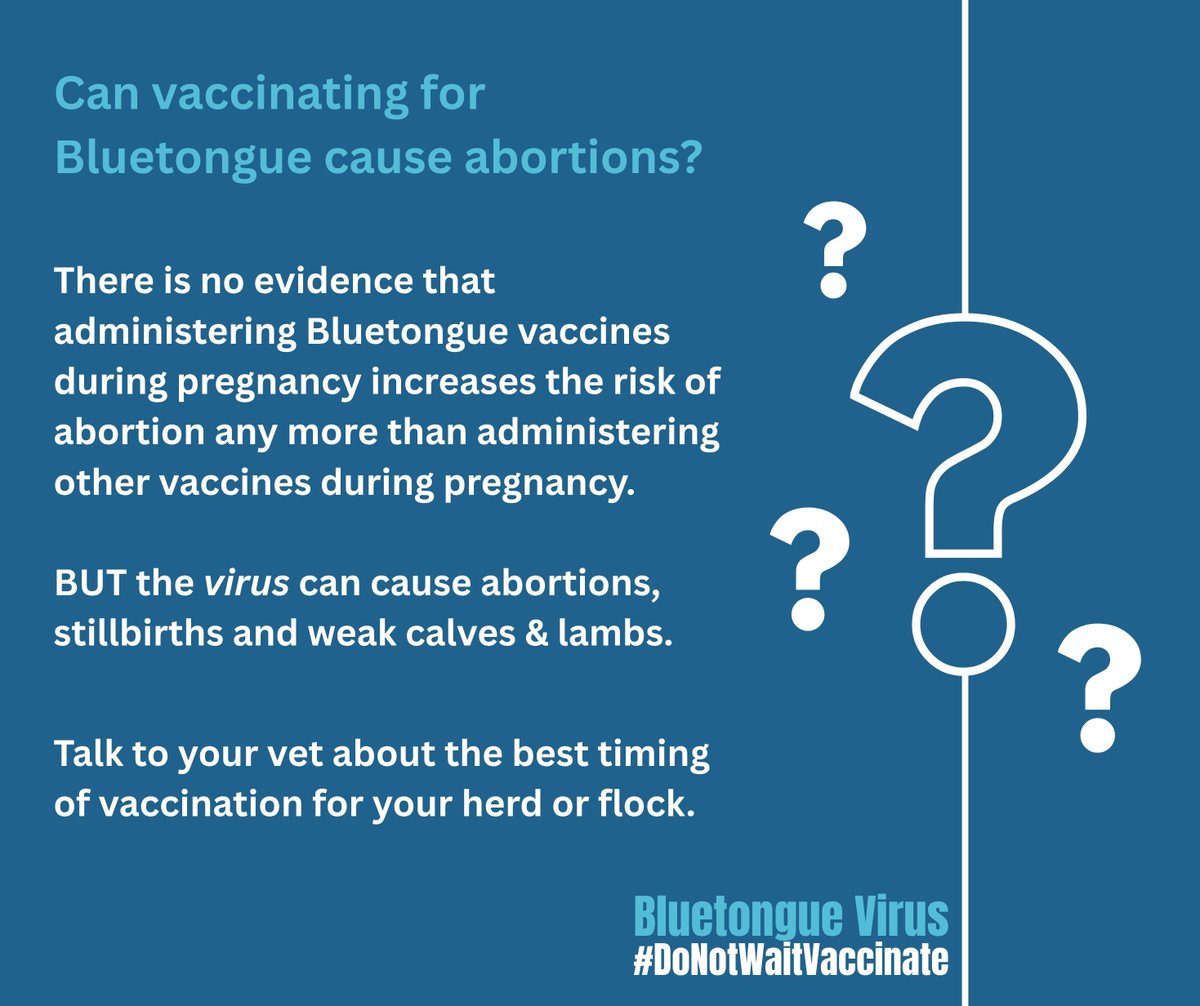 SaraPedersen3's tweet image. There are alot of myths & misinformation circulating about the risks of Bluetongue vaccination. Make sure you make an informed choice based on the facts.
#DoNotWaitVaccinate
#NacOedwchBrechwch
#BattleBluetongue