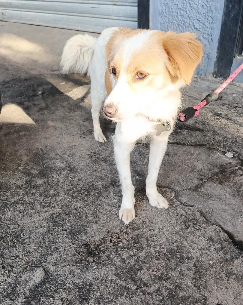 lyssitta's tweet image. #SERVICIOSOCIAL
SE BUSCA A SU FAMILIA 🐾
Podrían hacer el favor de públicar que hemos encontrado a esta perrita en la Texaco de la Gloria, estaba muy asustada tal vez aparecen los dueños. Si la reconoce llamar 64482883