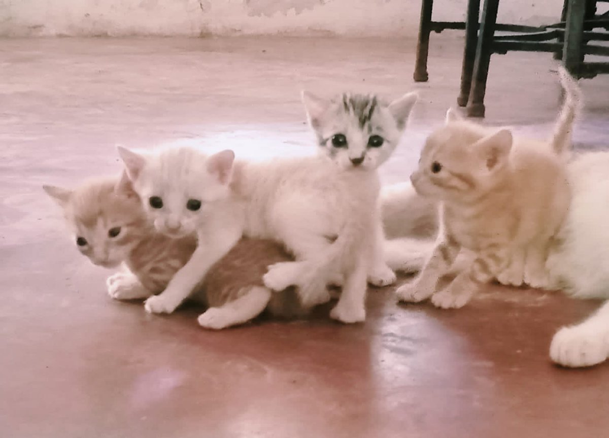 Claudethtp's tweet image. Tengo la oportunidad de llevar animalitos a Medellín, pero necesito viajar de Lorica con aproximadamente 8-10 guacales. Si conoce a alguien que pueda transportarme, camión, particular y que yo pueda ir a llevarlos, lo agradezco mucho, si ubico puedo ayudar mas. @andreanimalidad