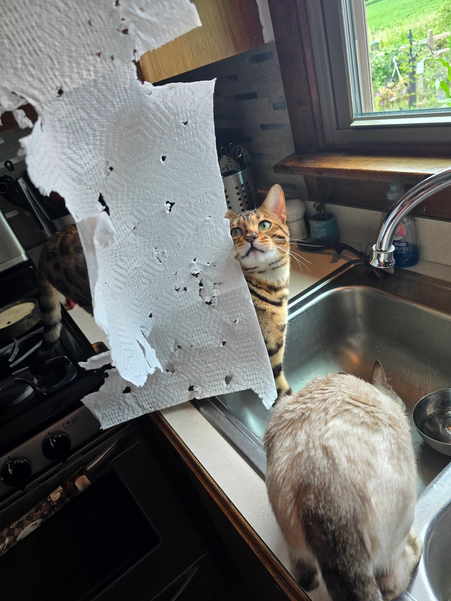 CryptikRiK's tweet image. &quot;It&apos;s ART, Human Dad&quot;
@CryptikBengals 
15.99/roll HMU.