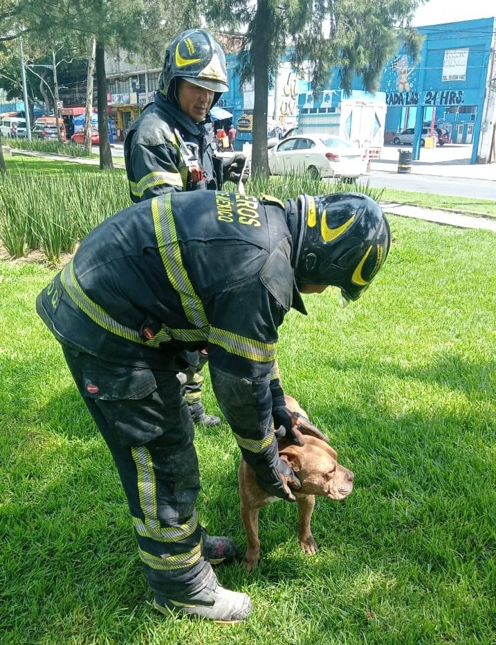 Bomberos_CDMX's tweet image. Acudimos a rescatar un can que se encontraba en una coladera, en calle Calzada Ignacio Zaragoza, colonia Santa Martha Acatitla, en @Alc_Iztapalapa.
Servicio concluido
@JefeVulcanoCova
