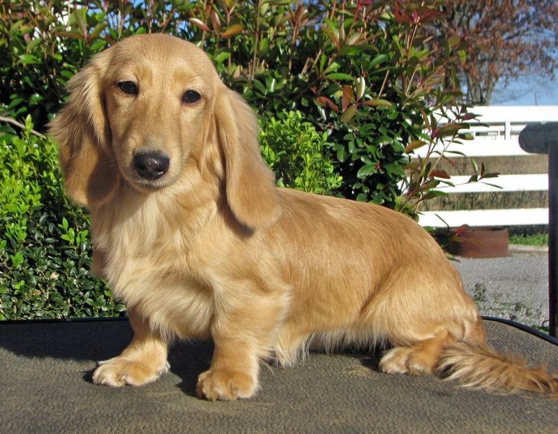 abswlf's tweet image. omg nooo baby abby don’t turn into a wiener dog 😭😭😭😭