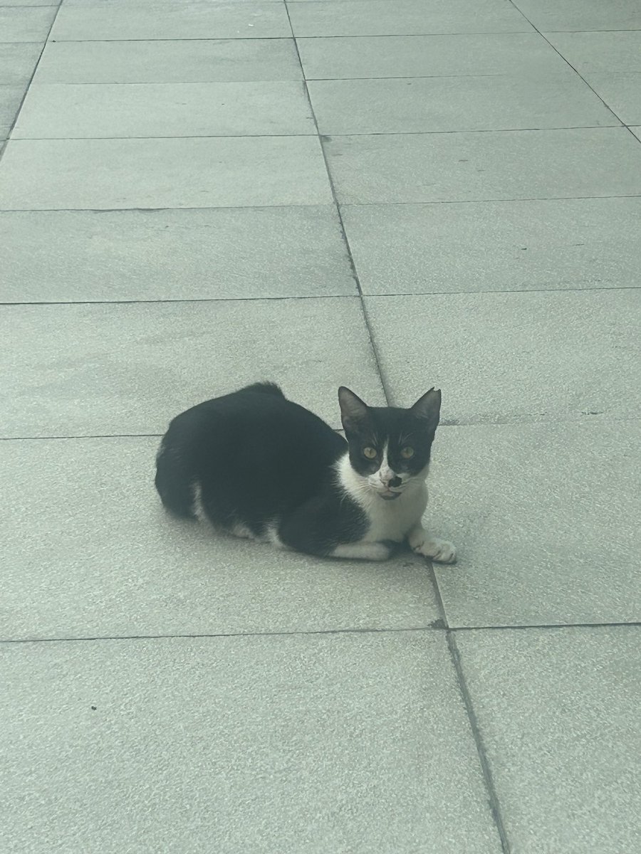 semisomething00's tweet image. i saw a cat, and then another cat, and then even more cats!