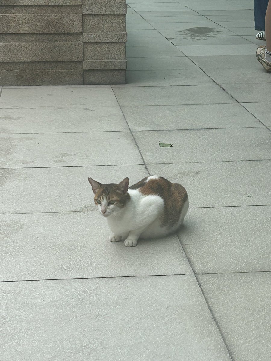 semisomething00's tweet image. i saw a cat, and then another cat, and then even more cats!