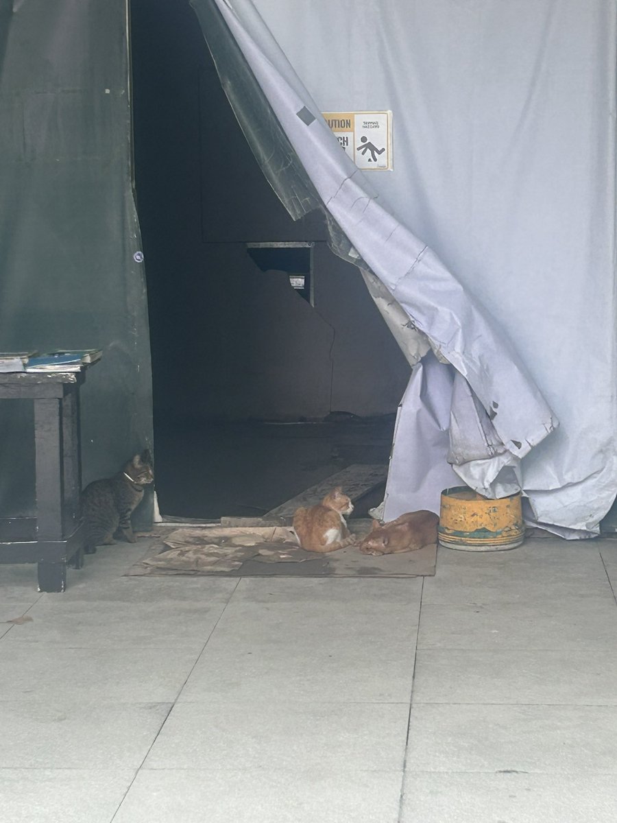 semisomething00's tweet image. i saw a cat, and then another cat, and then even more cats!