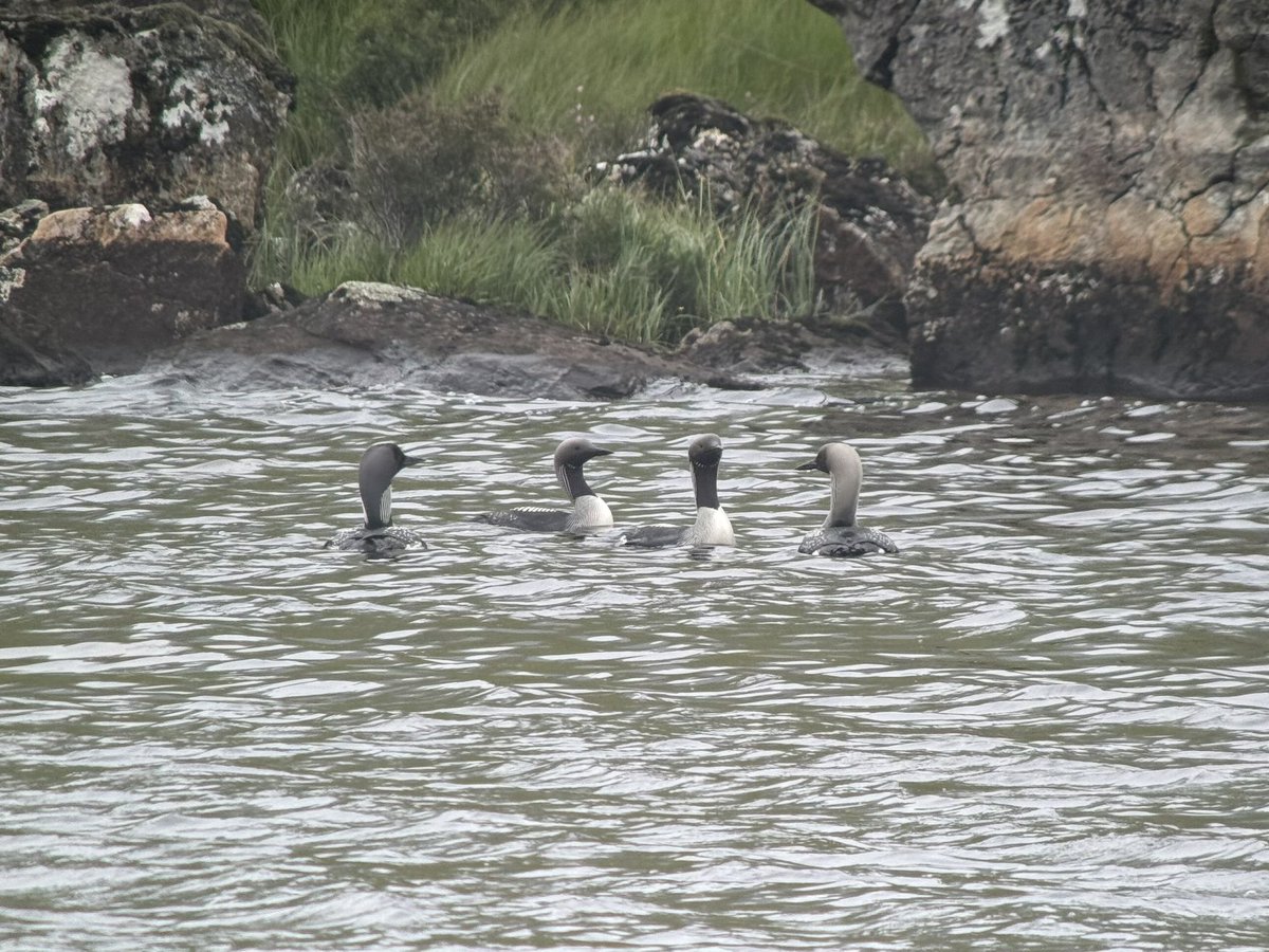 Came across this apparent Black-Throated Diver x Great Northern Diver hybrid, whilst carrying out Black-Throated Diver surveys in the Scottish Highlands this week. It was present with three other Black-Throated Divers and a pretty striking individual!