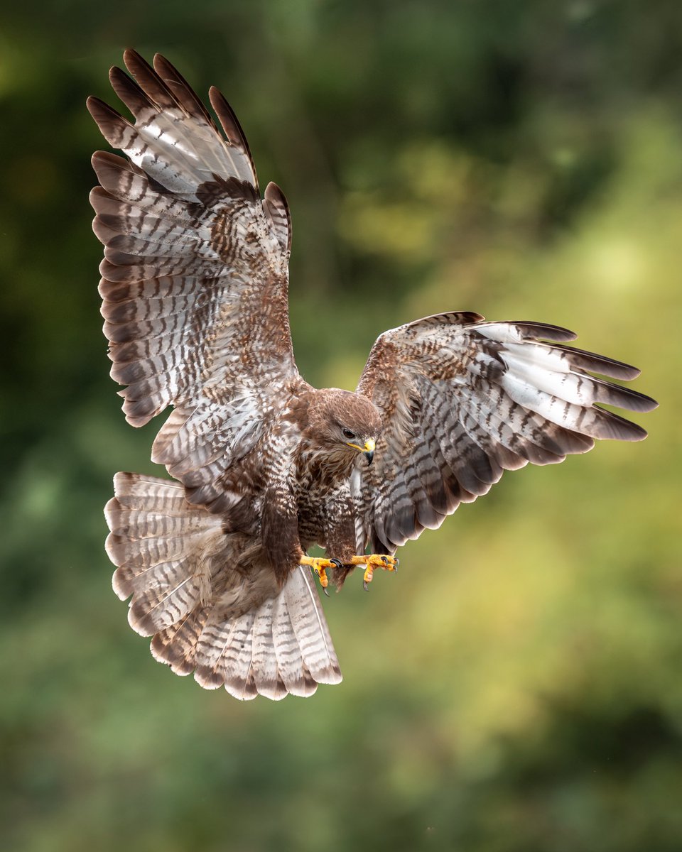 Paul__Browning_'s tweet image. No flaps, no brakes, 
just pure bird confidence.
Buzzard coming in like: 
“Did someone order a majestic touchdown?”
#WildlifePhotography 
@SonyAlpha