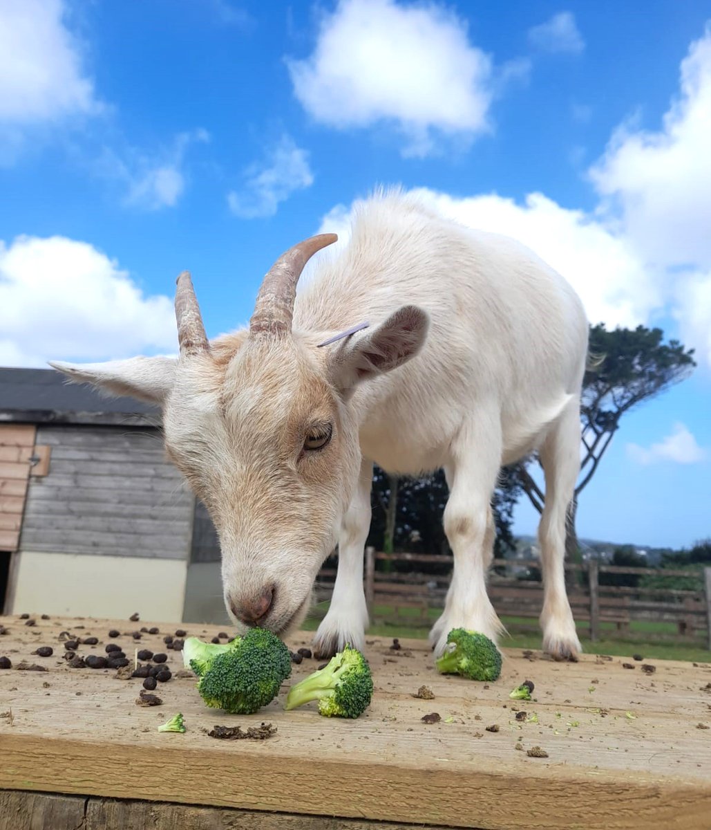 See the lovely Pygmy goat 'Caramac' and her friends down on the Fun Farm where you can also meet friendly miniature donkeys, sheep and our guinea pigs in ‘Pets Corner’.
Photograph by Keepey Yssy