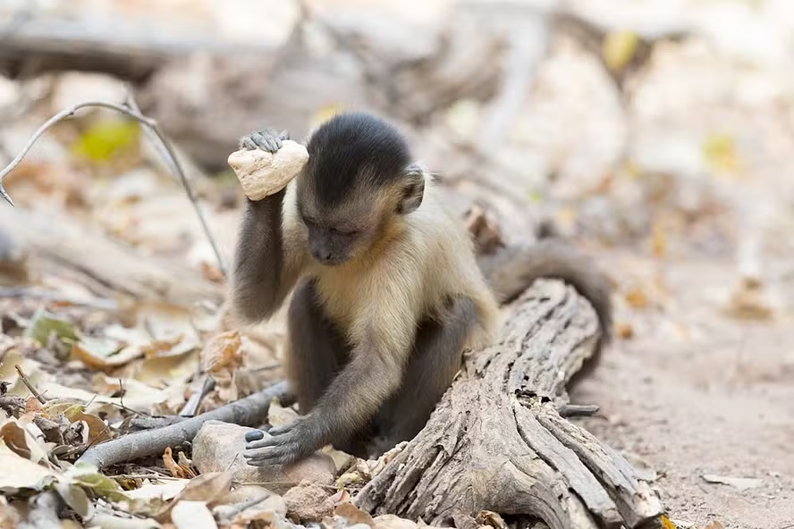 astronomiaum's tweet photo. 🚨NOTÍCIA: Macacos de Minas Gerais atingem estágio de evolução da pedra lascada https://t.co/Y1vEgqPATh