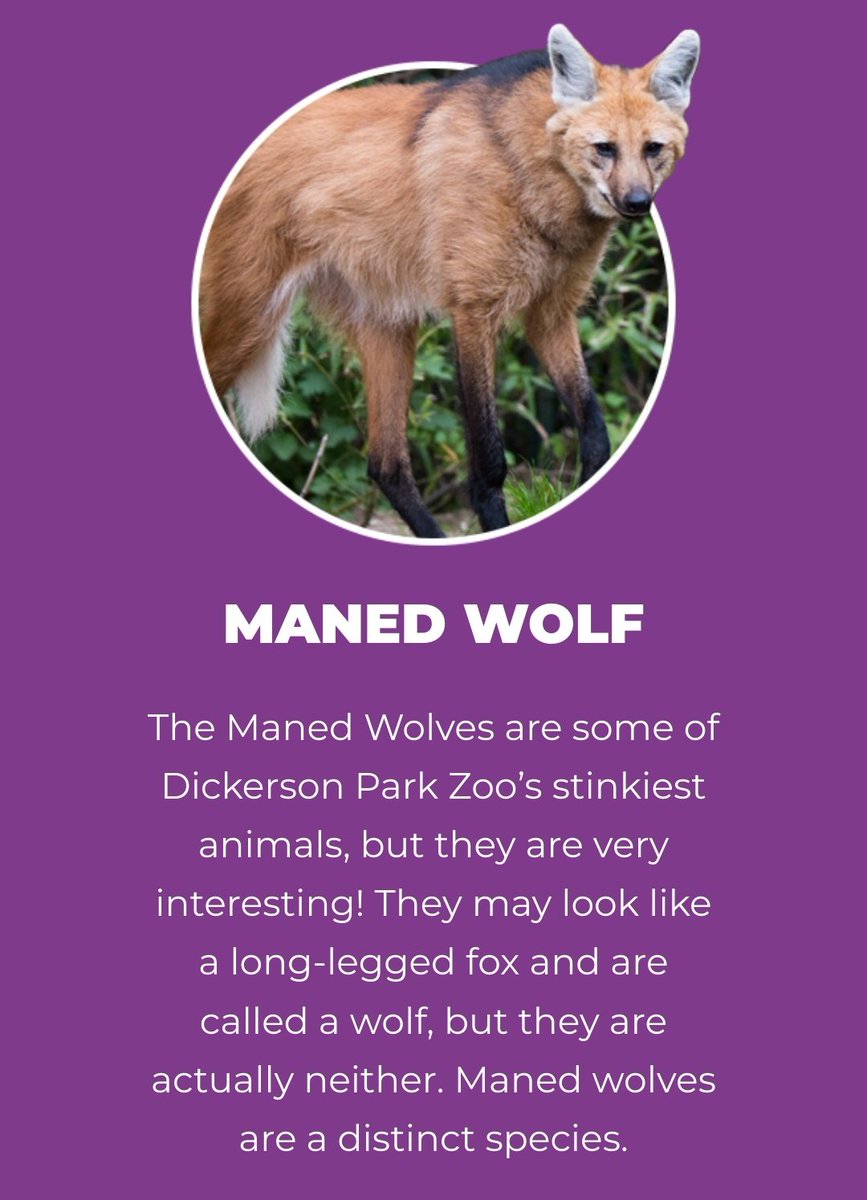 local zoo here being rude as fuck????