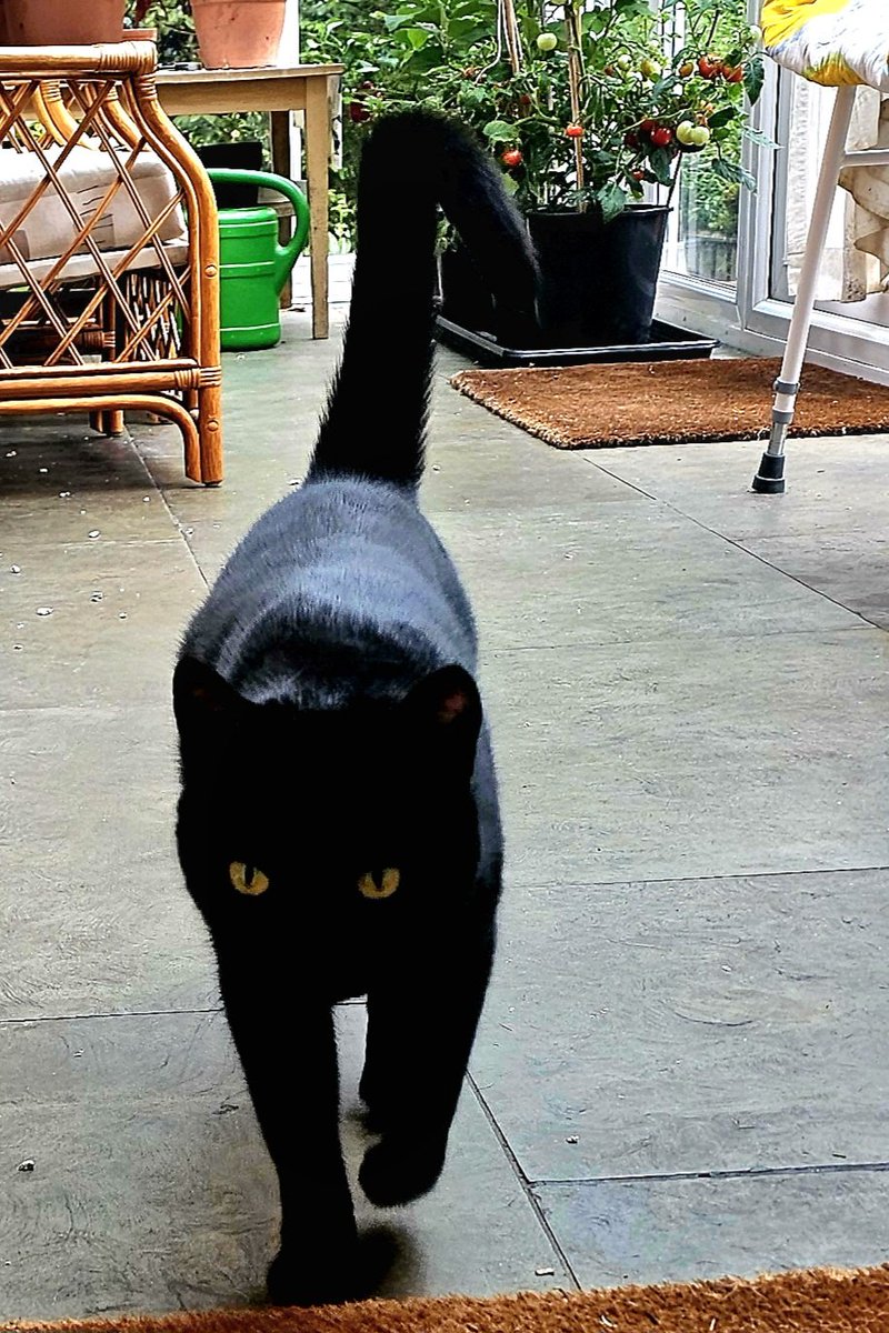 MumbrianSpinner's tweet image. At the Mutha and Fatha's. My grandkitties are here.
Look at them.