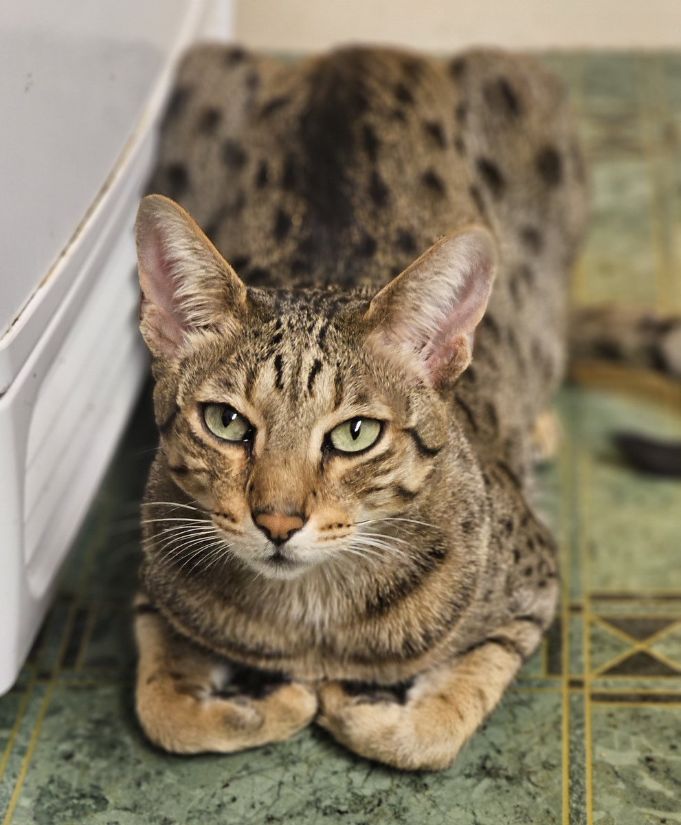 MumbrianSpinner's tweet image. At the Mutha and Fatha's. My grandkitties are here.
Look at them.