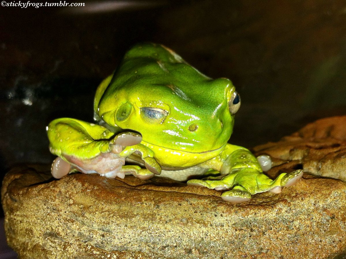 stickyfrogs's tweet image. Jens has enjoyed a Tasty Meal of Lime Jacket for Afternoon Tea today!