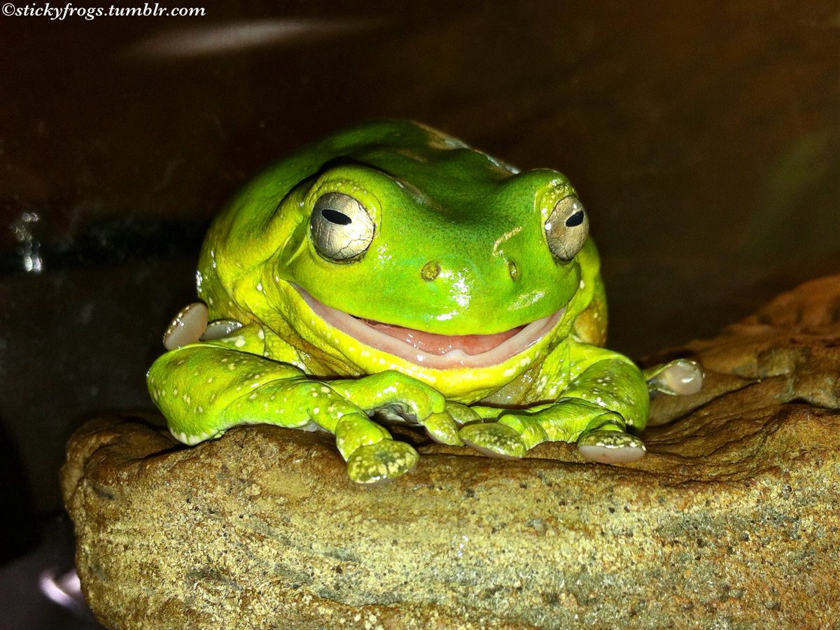 stickyfrogs's tweet image. Jens has enjoyed a Tasty Meal of Lime Jacket for Afternoon Tea today!