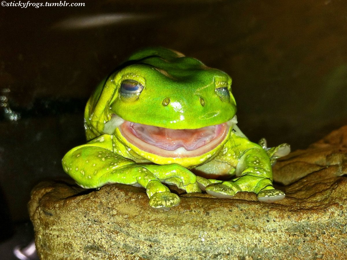 stickyfrogs's tweet image. Jens has enjoyed a Tasty Meal of Lime Jacket for Afternoon Tea today!