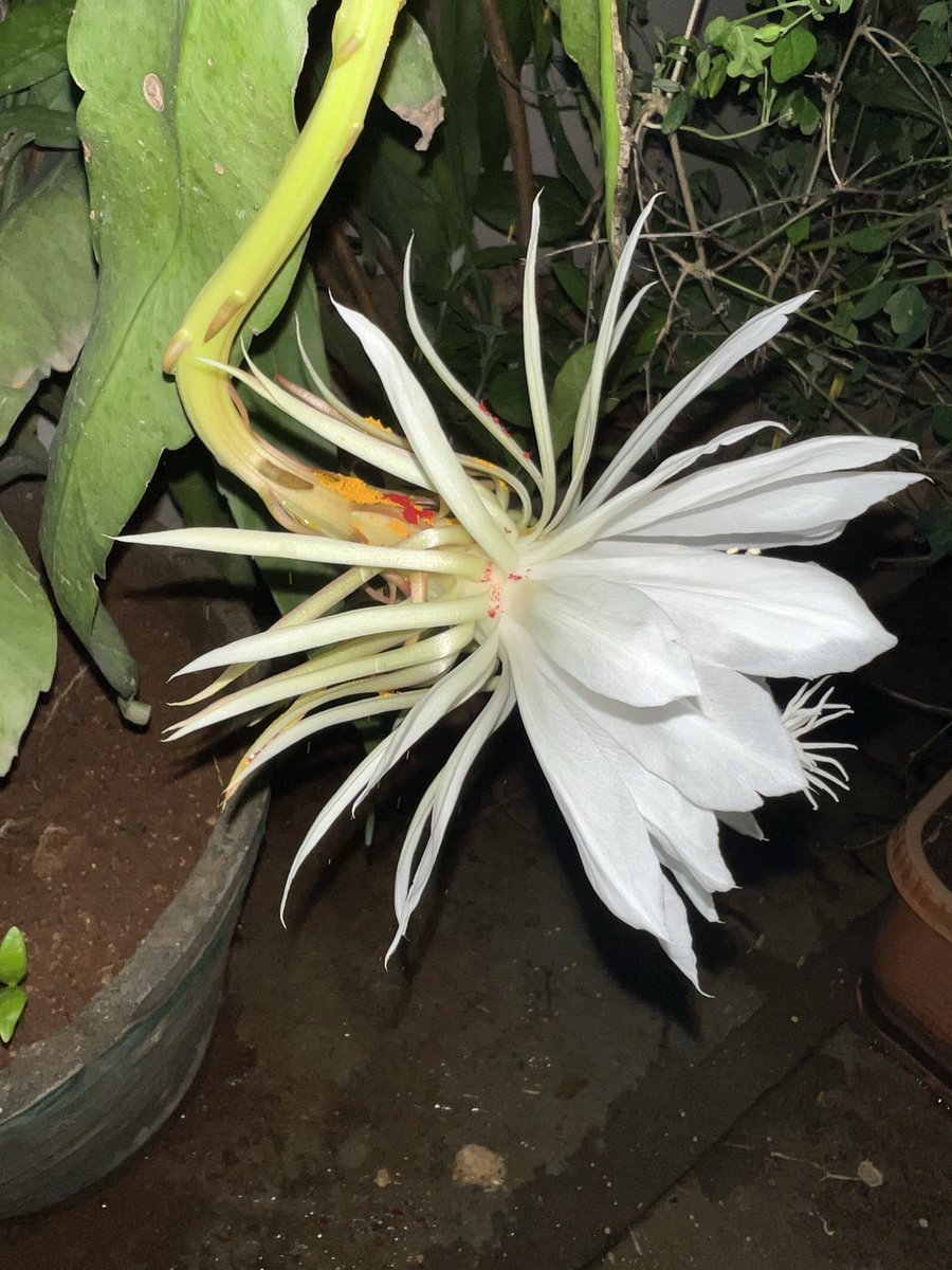 sivirpub's tweet image. Two Brahma Kamalam flowers blossom in our house tonight. A very special..once in a year occurrence late in the night… glad we didn’t miss it this year.