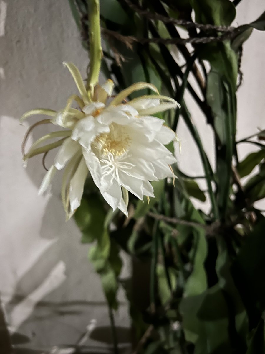 sivirpub's tweet image. Two Brahma Kamalam flowers blossom in our house tonight. A very special..once in a year occurrence late in the night… glad we didn’t miss it this year.